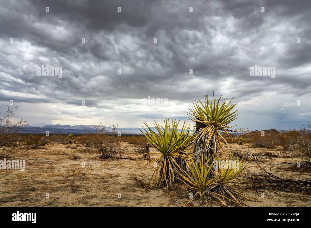 L'albero di Yucca ed il cielo drammatico e tempestoso con le nubi scure nel parco nazionale di Joshua Tree, California Foto Stock