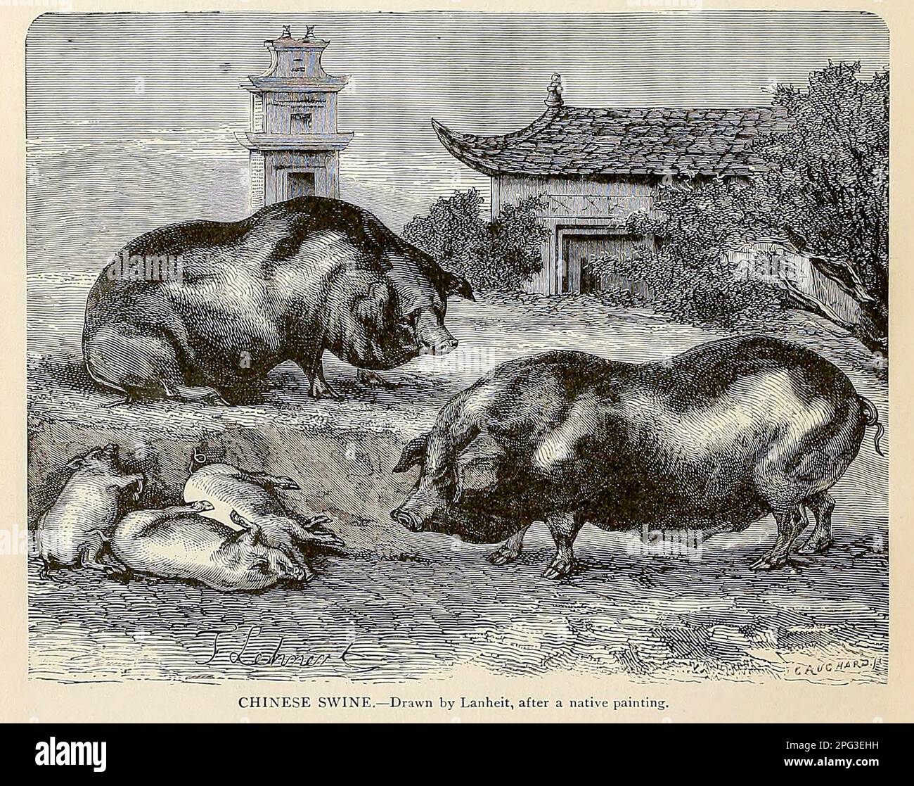 Porco cinese. Disegnato da Lanheit, dopo un dipinto nativo della storia universale di Cyclopedia : abbracciare la più completa e recente presentazione del soggetto in due parti principali o divisioni di più di seimila pagine di John Clark Ridpath, 1840-1900 Data di pubblicazione 1895 Editore Boston : Balch Bros.. Volume 7 Storia dell'uomo Foto Stock