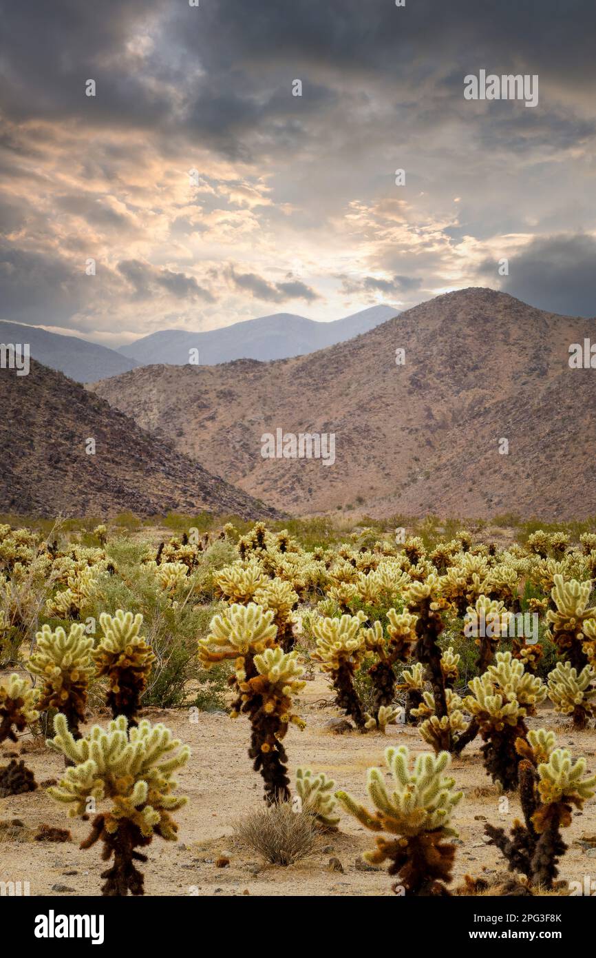 Il giardino di cactus di Cholla e il cielo drammatico e tempestoso con le nuvole scure nel parco nazionale di Joshua Tree, California Foto Stock