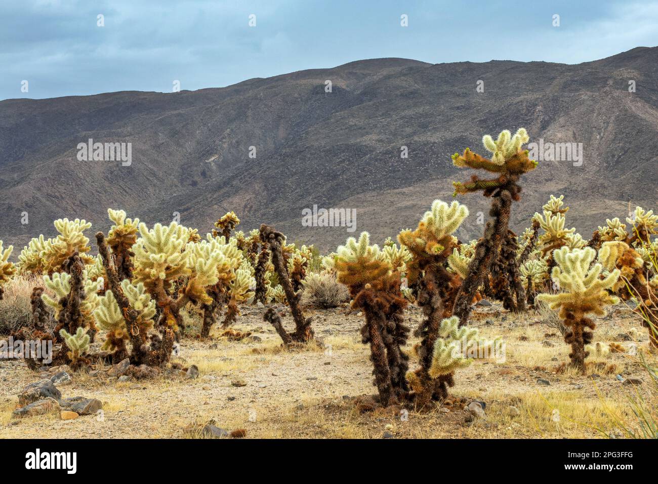 Il cactus di Cholla ed il cielo drammatico e tempestoso con le nubi scure nel parco nazionale di Joshua Tree, California Foto Stock