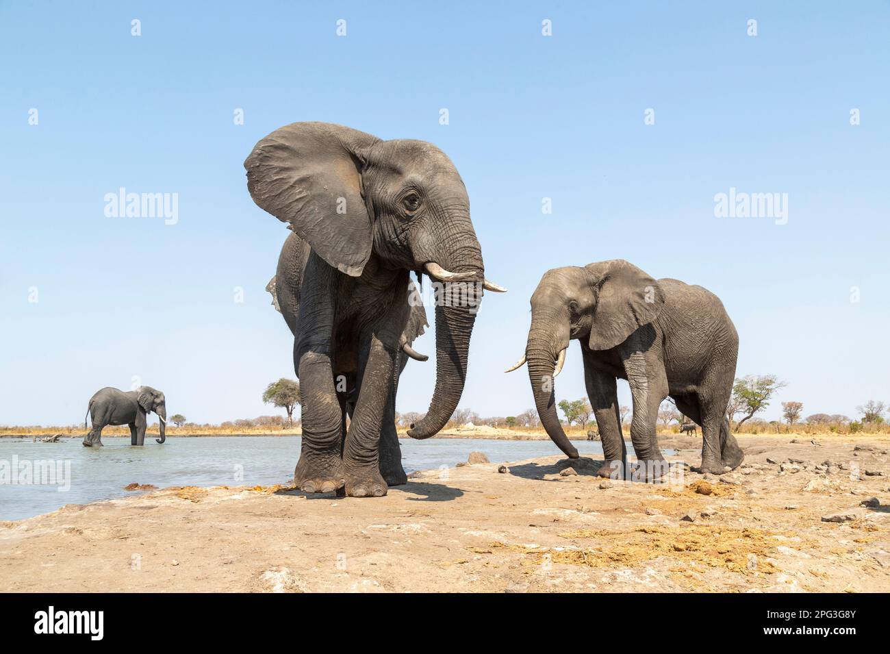 Foto d'archivio grandangolare tre tori africani di elefante (Loxodonta africana) in una buca d'acqua vicino a Pandamatenga nel quartiere Chobe del Botswana Foto Stock