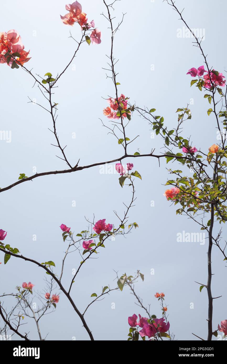 Delicati colori pastello di primavera fiorendo Bougainvillea alberi, rosa e verde, contro il cielo blu. Bella primavera sfondo con arbusto in fiore b Foto Stock