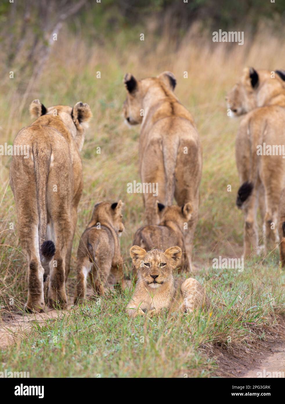 Un cucciolo di leone sdraiato in erba corta di fronte alla telecamera hte sullo sfondo del resto dell'orgoglio guardando lontano intensamente Foto Stock