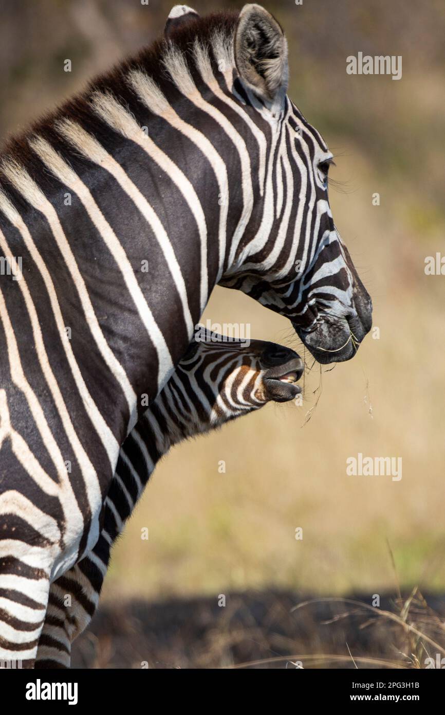 Zebra di Burchell (Equus quagga burchellii) il nemico che vuole rubare parte dell'erba che la madre sta nutrendo Foto Stock