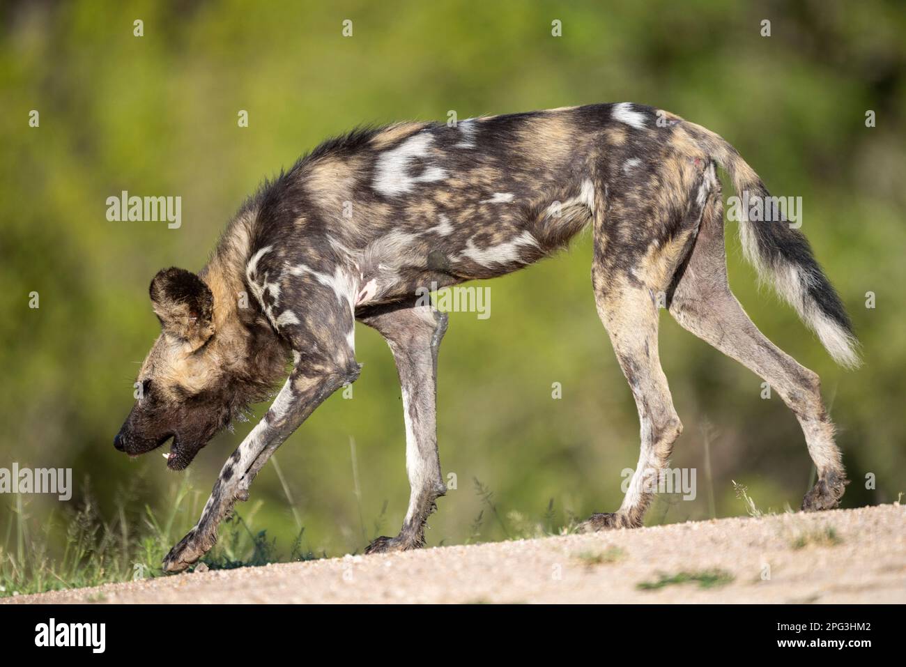 Vista laterale di un cane selvaggio africano che si aggredisce in una chiamata di contatto Foto Stock
