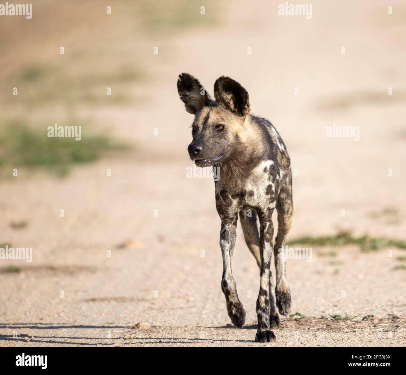 Vista frontale di un cane selvaggio africano (Licaon pictus) in movimento Foto Stock