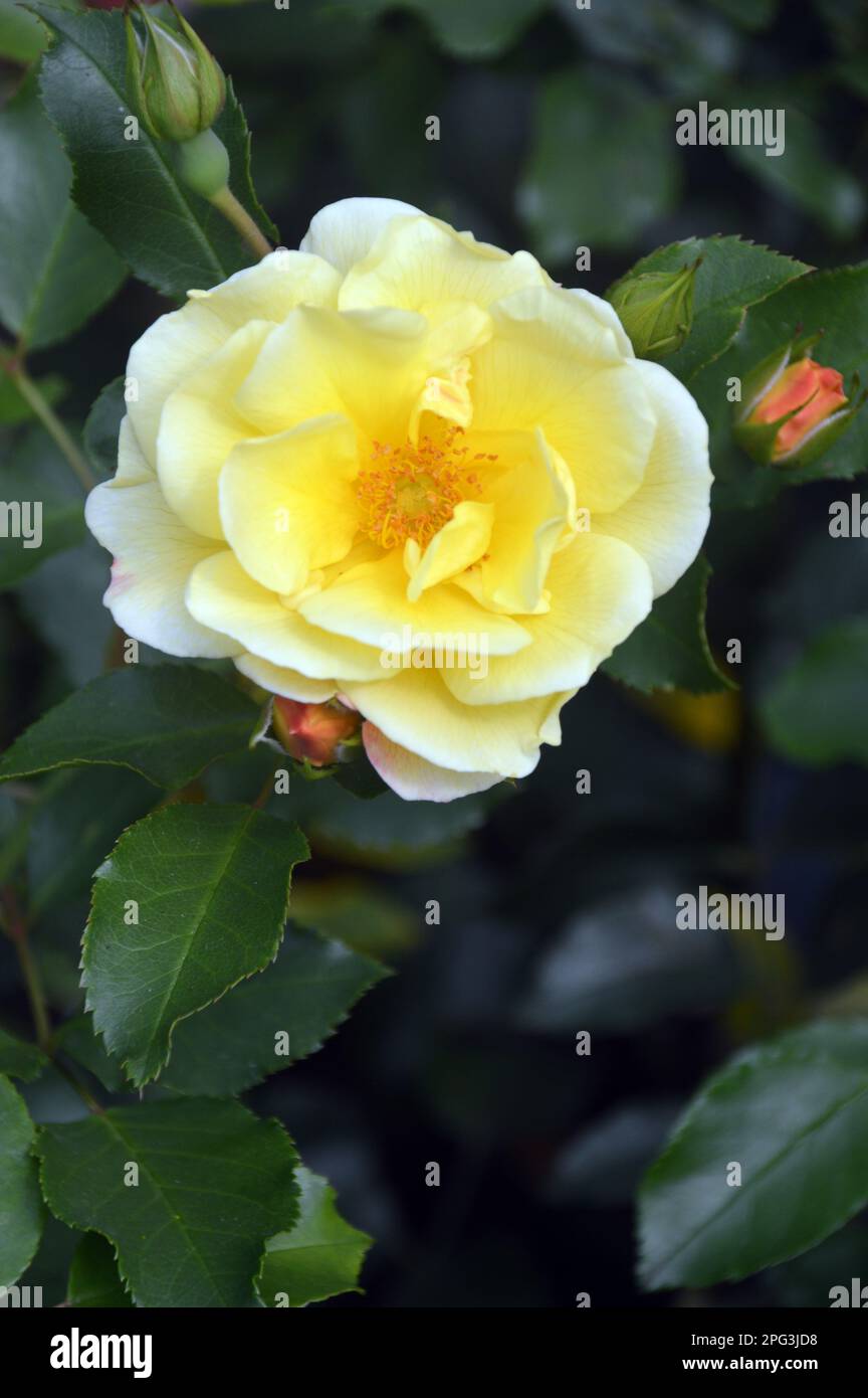 Singolo giallo Rosa Flower Carpet Gold 'Noalesa' Arbusto Rosa cresciuto a RHS Garden Harlow Carr, Harrogate, Yorkshire. Inghilterra, Regno Unito. Foto Stock