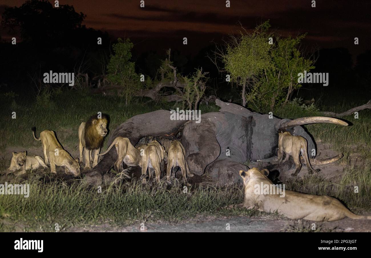 Leone maschio in piedi per aspettare il suo turno mentre altri si nutrono di una carcassa di elefante di notte - elefante è morto di cause naturali Foto Stock