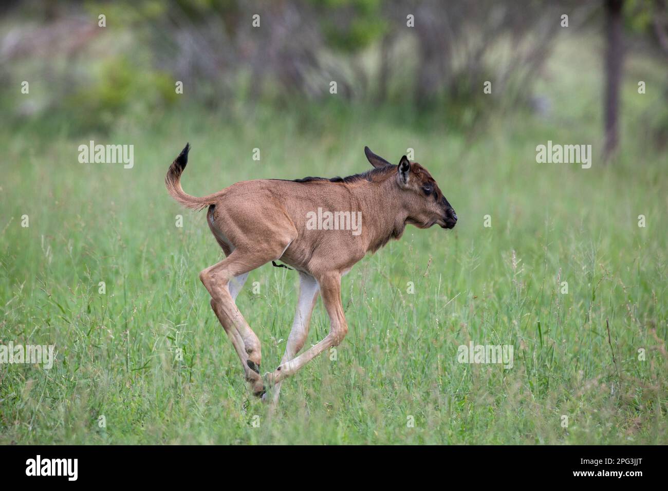 Baby blu wildebeest (Connochaetes taurinus) con occhi blu in esecuzione Foto Stock