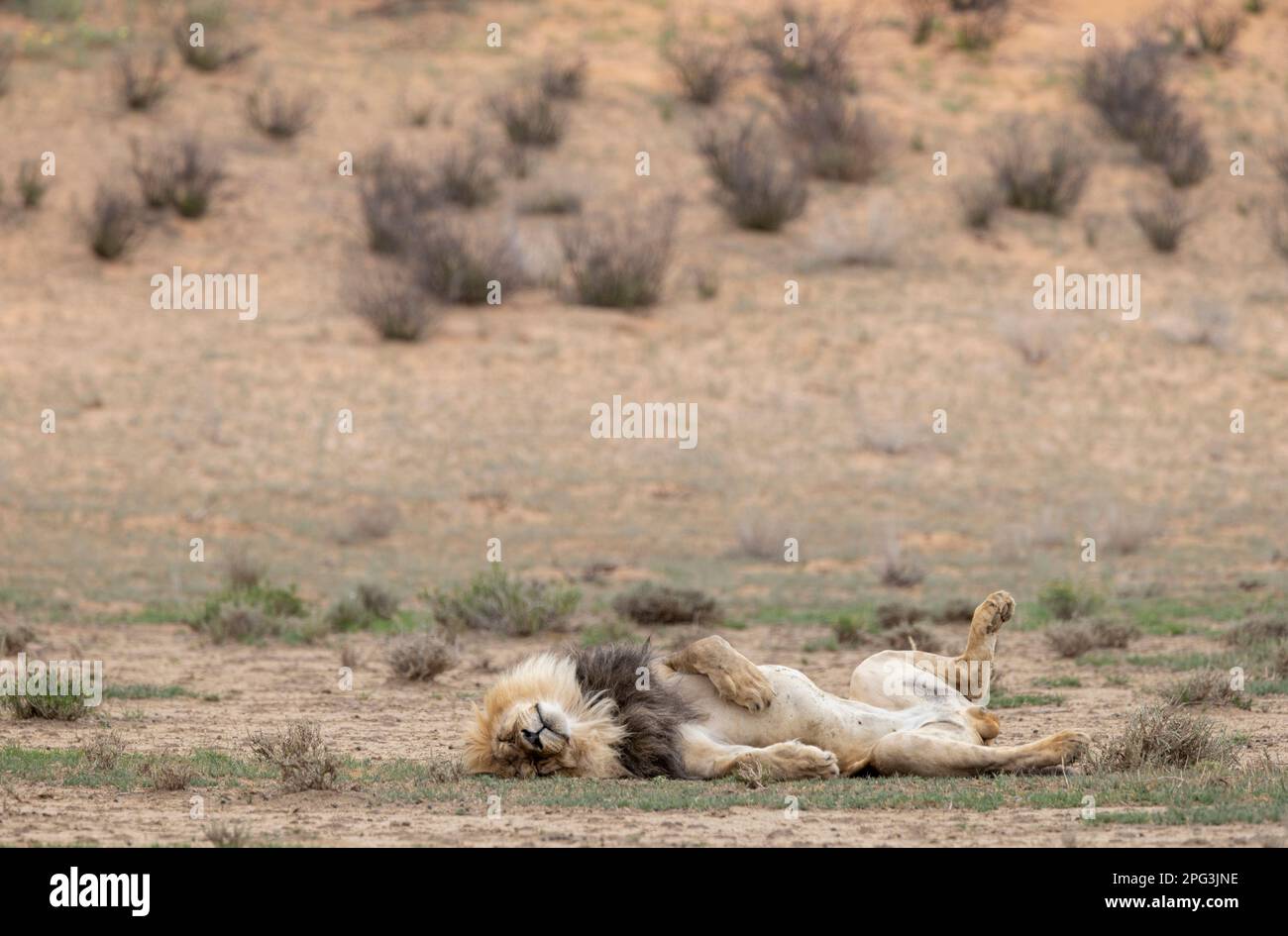 Foto di scorta di un grande leone maschio che dorme sulla schiena con le gambe in aria in un'area aperta nel Kgalagadi Foto Stock