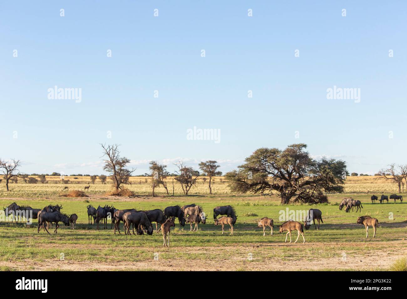 Vista panoramica di una mandria blu di wildebeest con giovani che si nutrono di erba verde fresca dopo la recente pioggia nel Nossob Foto Stock