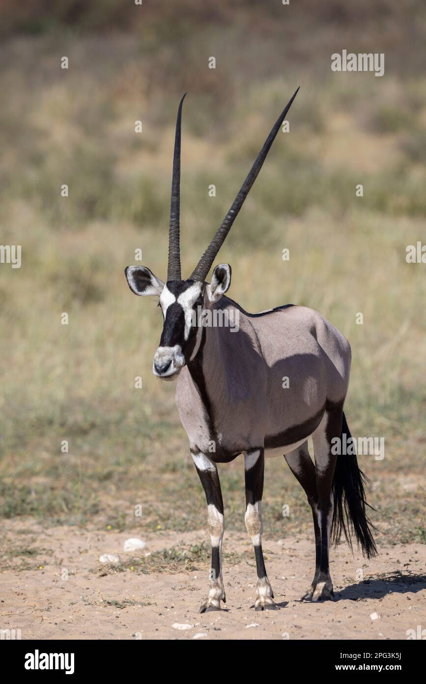 Femmina Gemsbok (Oryx gazzella) con corna lunghe. I gemsbok sono adatti a vivere in ambienti aridi Foto Stock