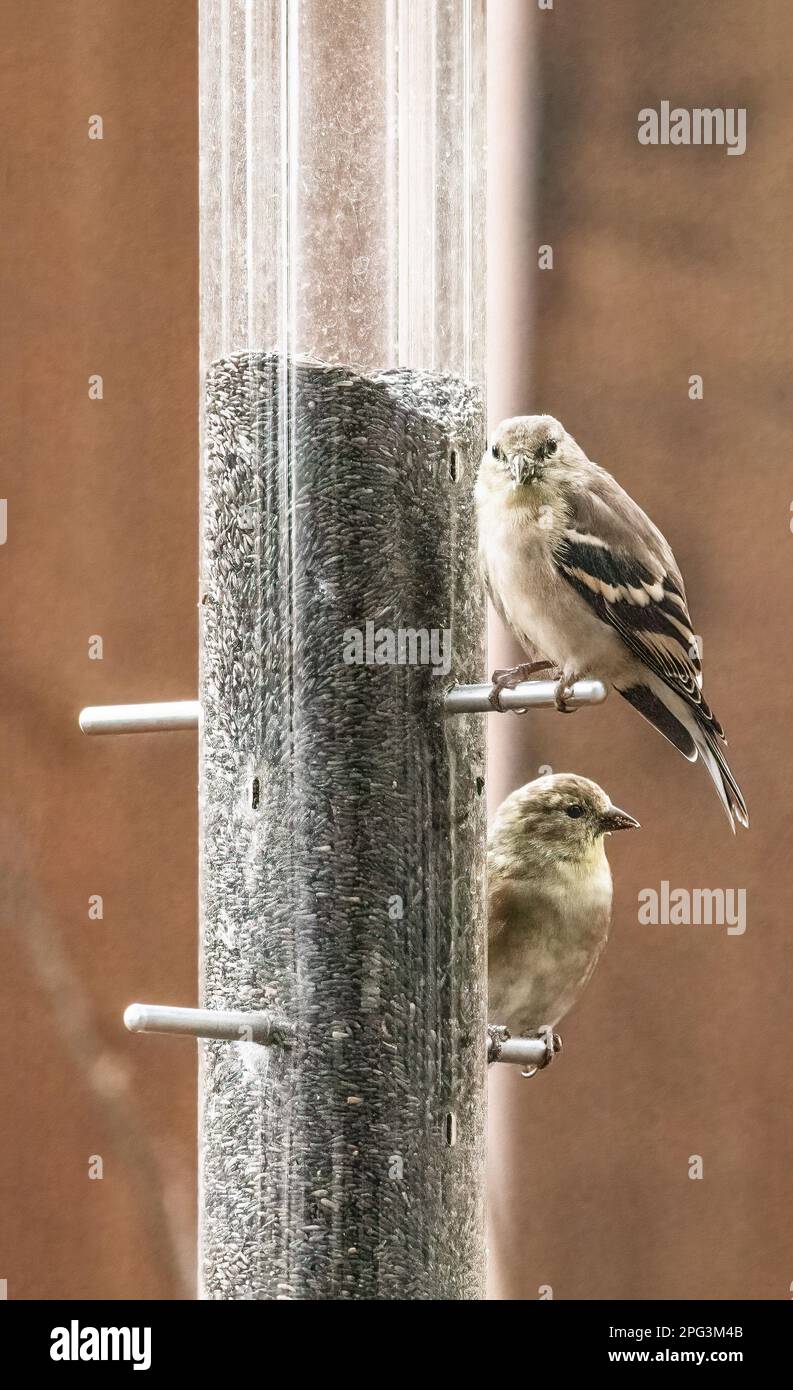 Il maschio e femmina americano goldfinch appollaiato su un alimentatore del cortile in un giorno di autunno a Taylors Falls, Minnesota USA. Foto Stock