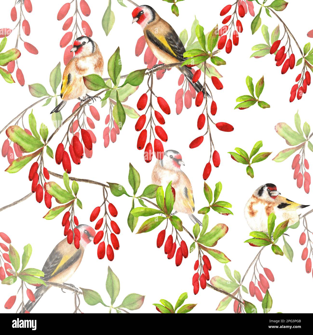 Acquerello disegnato a mano modello senza cuciture con uccelli e barberry. Una piccola parte del grande giardino DEGLI UCCELLI set Foto Stock