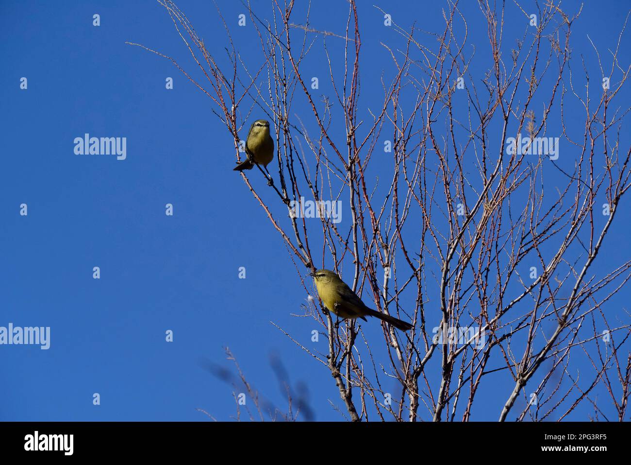 Tiranno di Greater Wagtail, Provincia di la Pampa, Patagonia , Argentina. Foto Stock