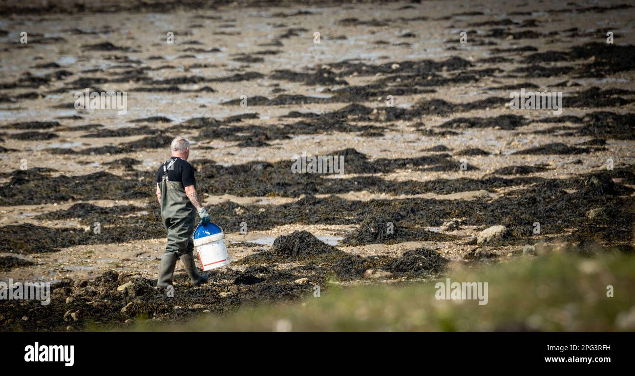 Uomo che si trova sulla spiaggia accanto ai letti di ostriche in disuso nel porto di Langstone, Hampshire, Regno Unito Foto Stock