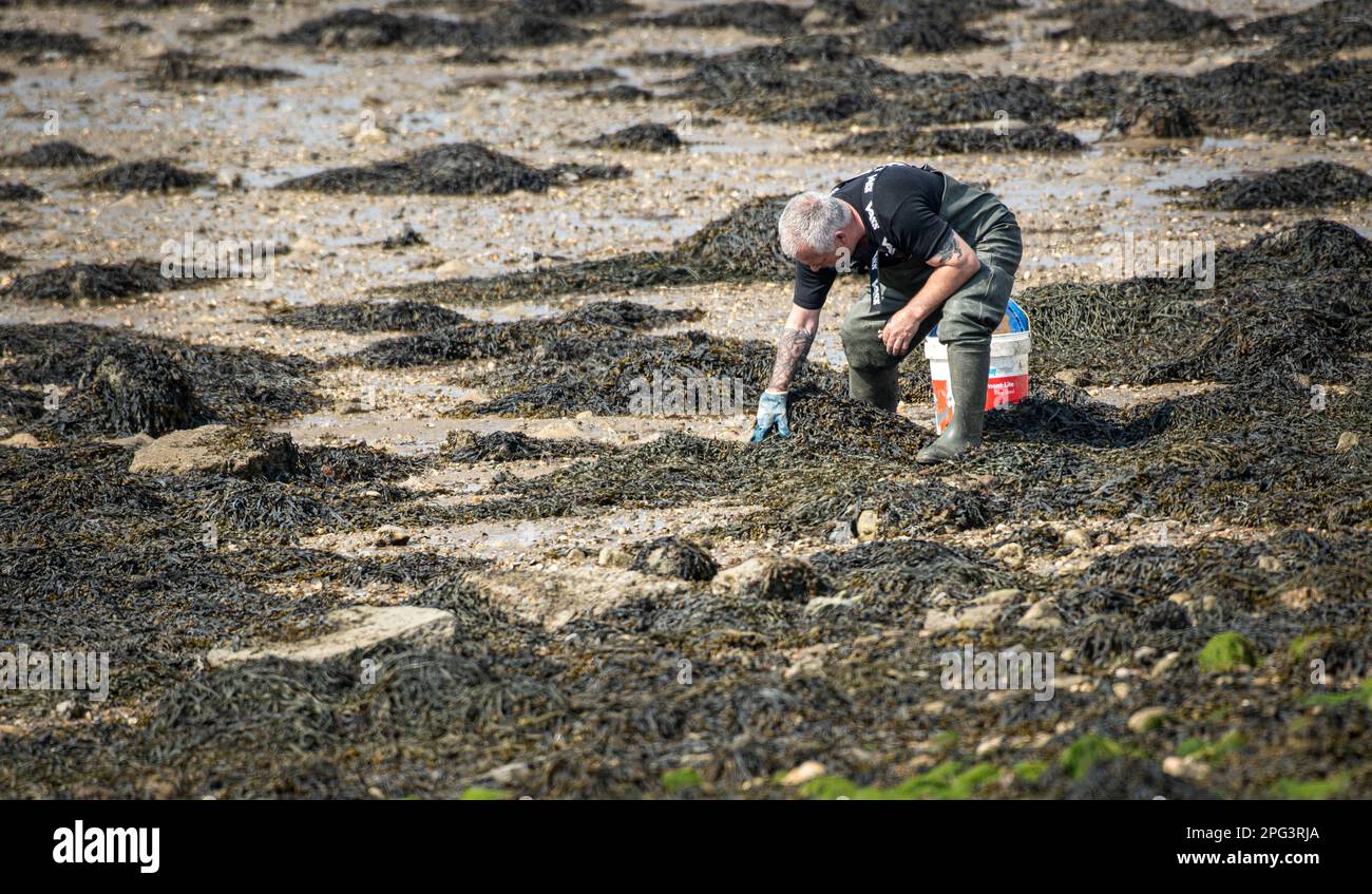 Uomo che si trova sulla spiaggia accanto ai letti di ostriche in disuso nel porto di Langstone, Hampshire, Regno Unito Foto Stock