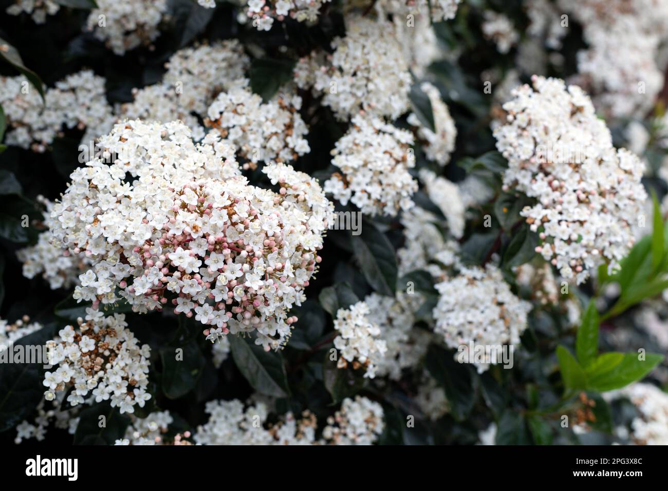 Laurustine è una specie di pianta della famiglia Adoxaceae. Viburnum timus. Foto Stock