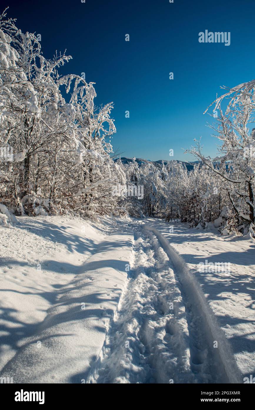 Sentiero coperto di neve con alberi ghiacciati intorno e cielo limpido sopra in montagna d'inverno - sotto la cima della collina Kykula in Kysucke Beskydy montagne su Foto Stock