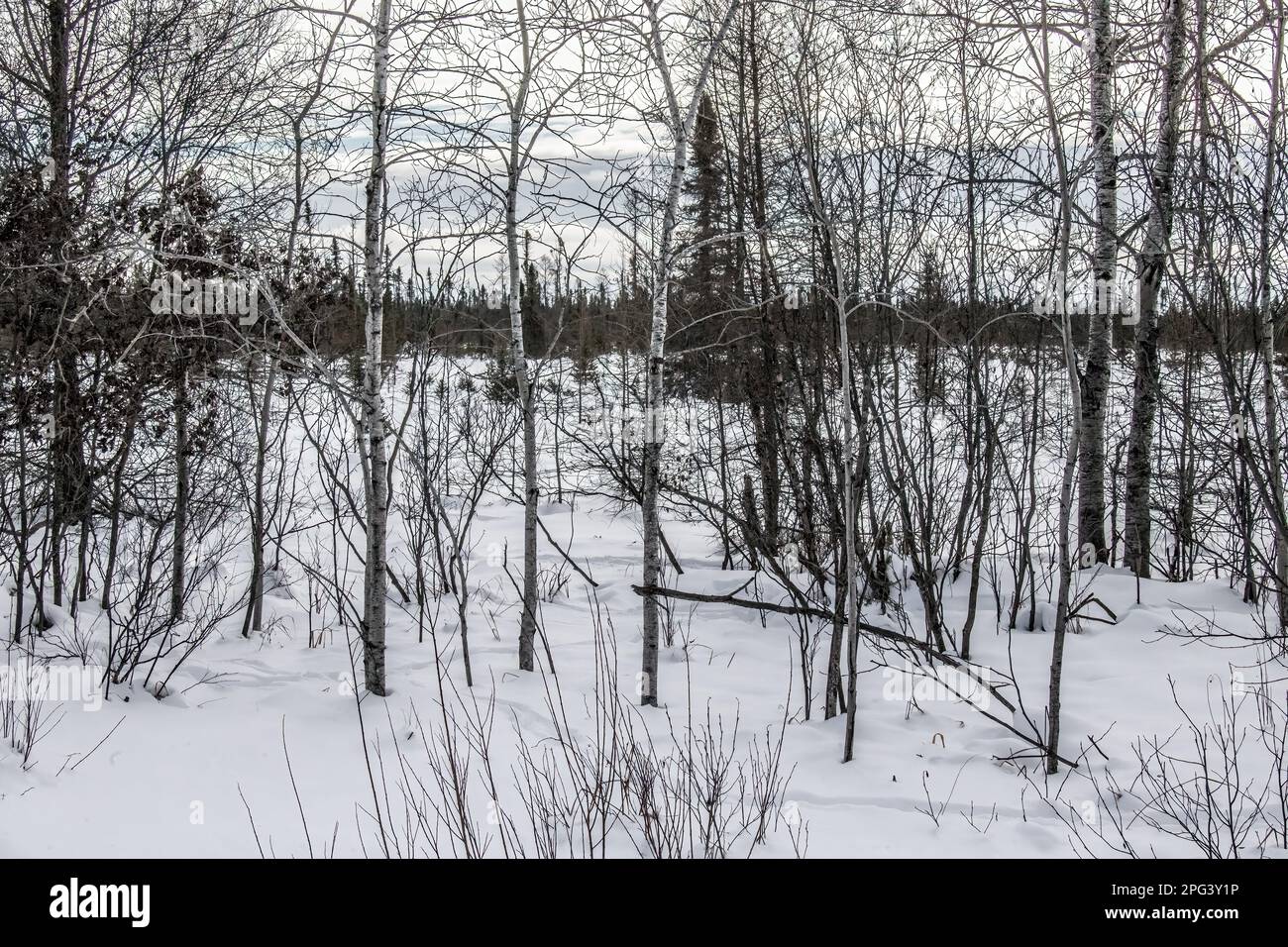 Paesaggio di alberi e neve a Sax-Zim Bog Nature Preserve in una giornata invernale a Toivola, Minnesota USA. Foto Stock