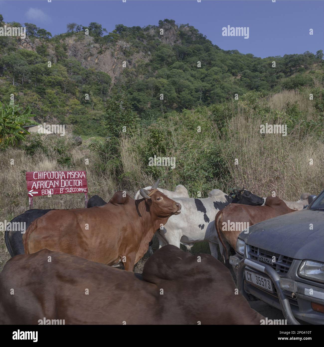 Una mandria di bestiame incontra un camion pick-up all'angolo 13 sul passo dalle rive del Lago Malawi fino al Nyika Escarpment al villaggio di missione di Living Foto Stock