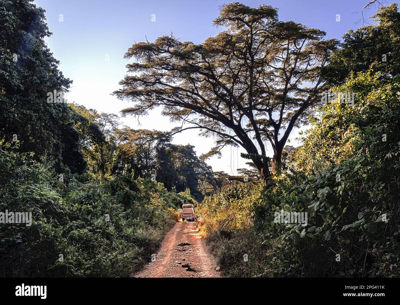 Viaggiando attraverso la fitta foresta afro-montane sulla pista fino all'altopiano di Nyika ( e al Parco Nazionale di Nyika ) nel Malawi settentrionale. Foto Stock