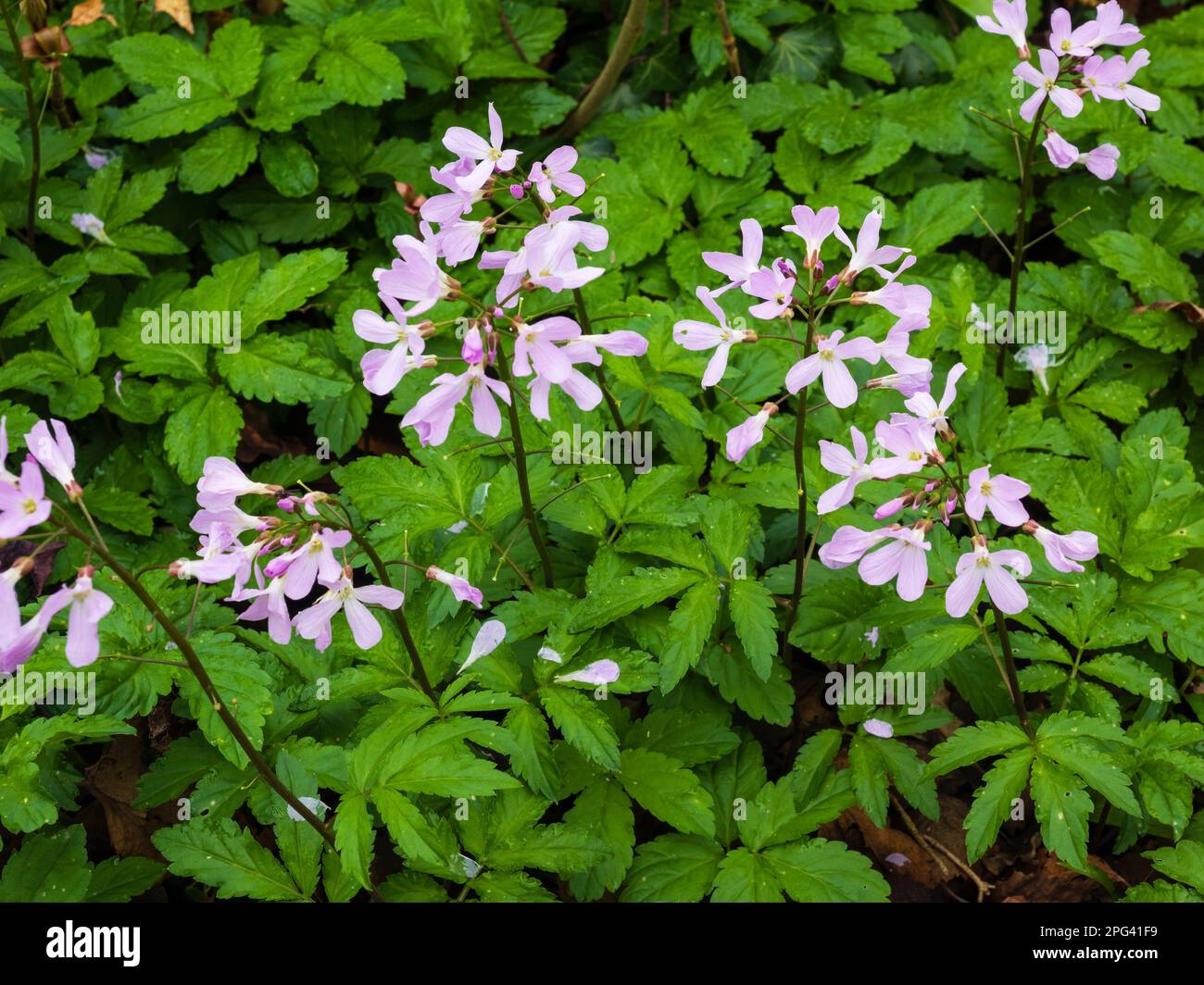 Delicati fiori primaverili rosa tenue della pianta perenne del bosco, cardinamo quinquefolia, cinque fiori di culo lievitati Foto Stock