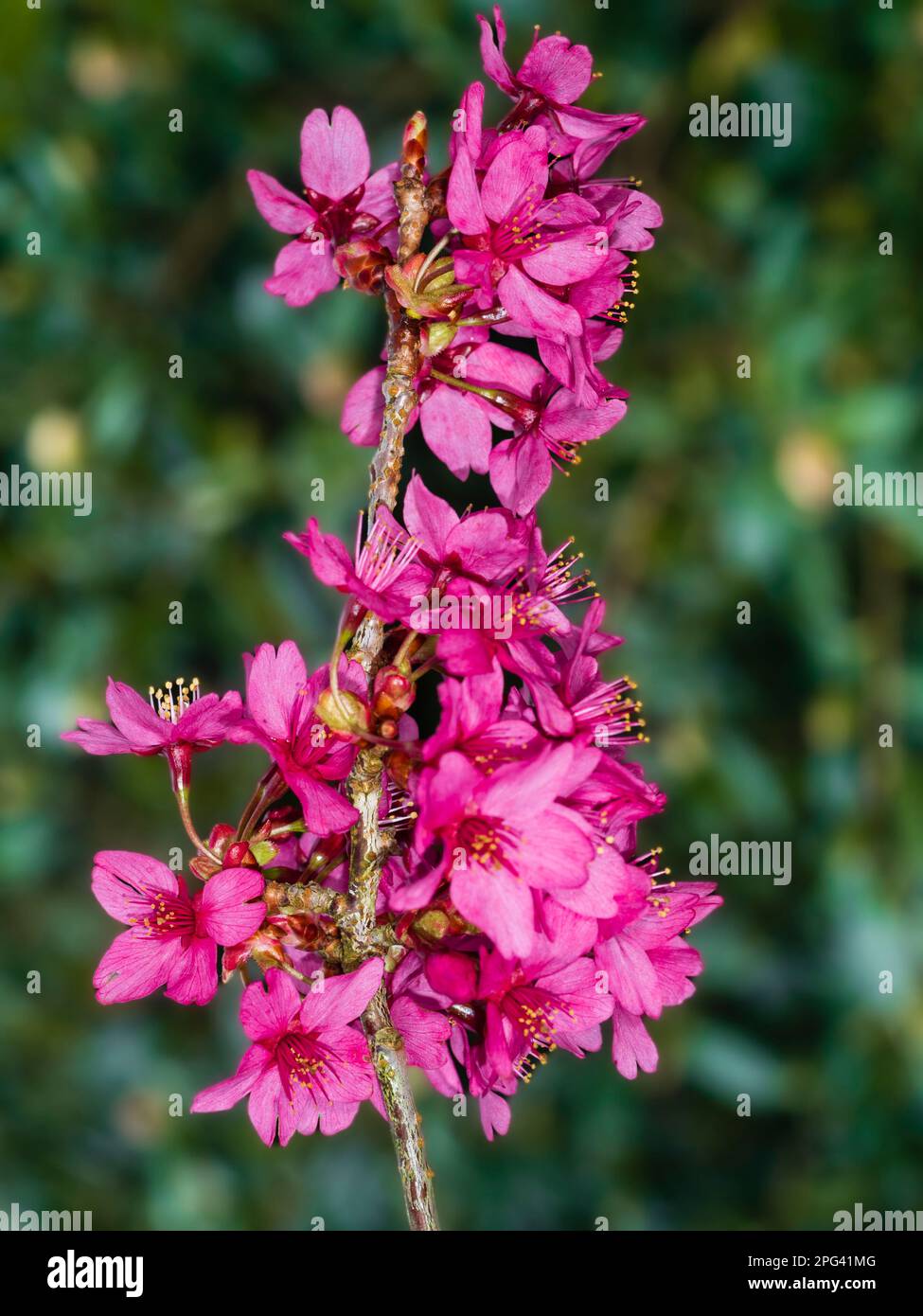 Fiore rosa scuro del ciliegio ardito, primaverile fiorito, Prunus 'Collingwood Ingram' Foto Stock