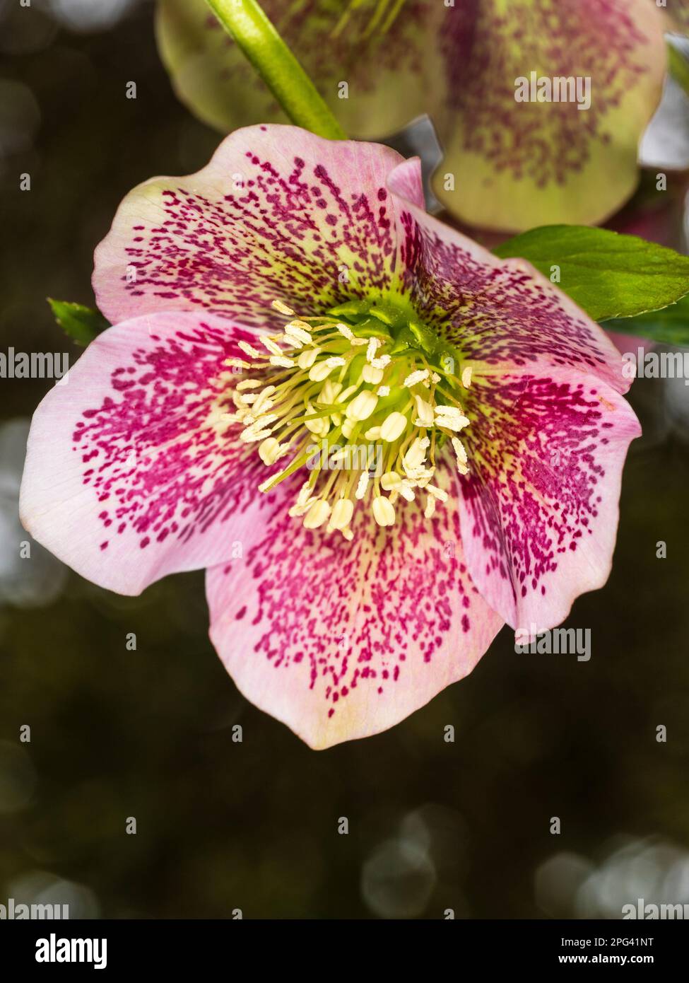 Fiore rosa macchiato rosso del duro perenne hellebore, Helleborus x hybridus 'Harvington Single Pink Speckled' Foto Stock