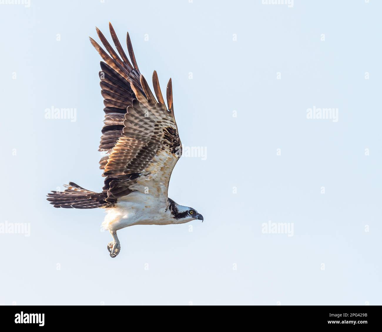 Un Osprey (Pandion haliaetus) in volo contro un cielo limpido nelle Florida Keys, USA. Foto Stock