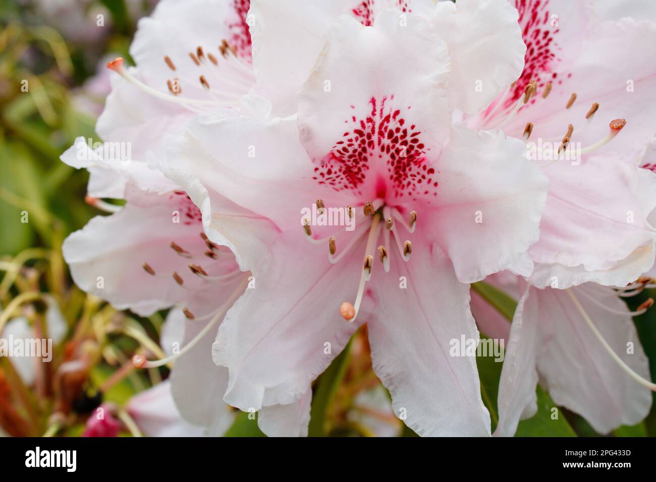 Primo piano Tiger Lily, ilium orientale Foto Stock