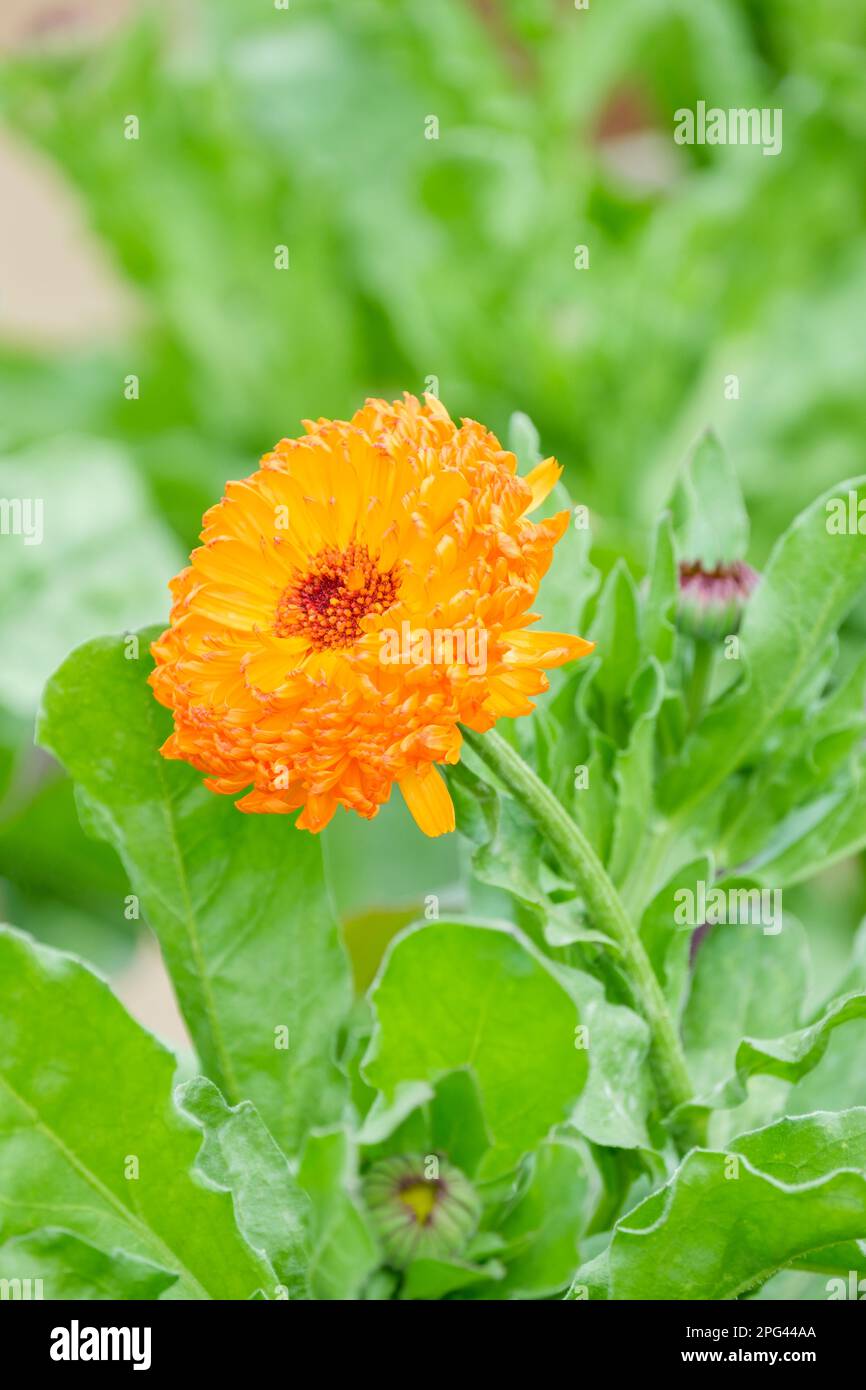 Calendula officinalis tonalità d'arte mista. Colori Marigold Art, grandi fiori frillati, dal giallo all'arancio all'albicocca Foto Stock
