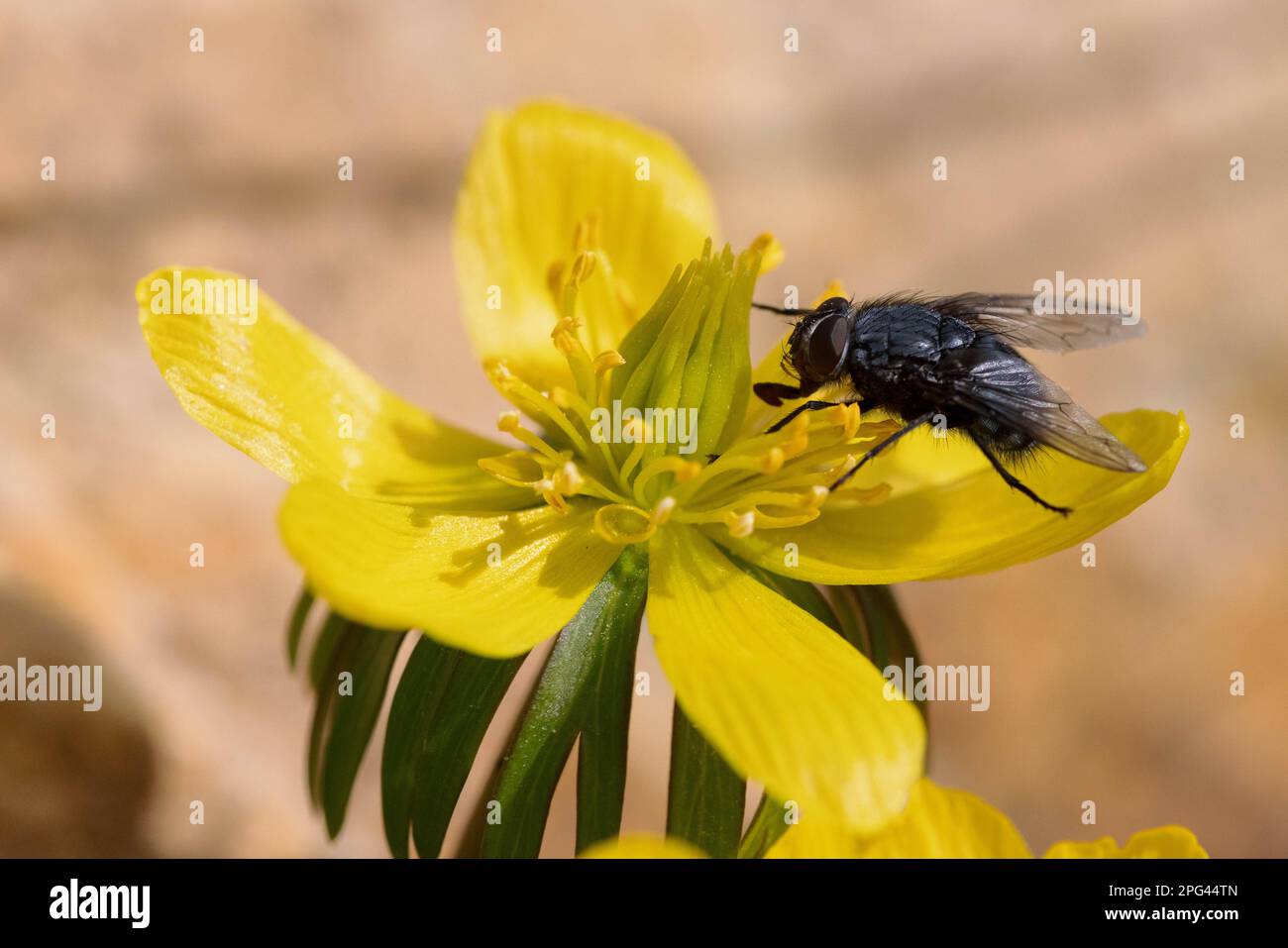 Mosca comune (Musca sp.) L'aconite invernale (Eranthis hyemalis) Foto Stock