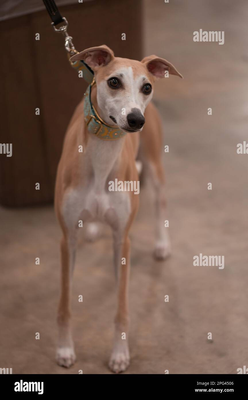 Cane da frusta al Celtic Dog Show, York, Pennsylvania Foto Stock