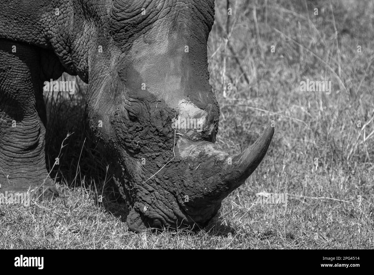 Ritratto di un Rhino con Corno Foto Stock