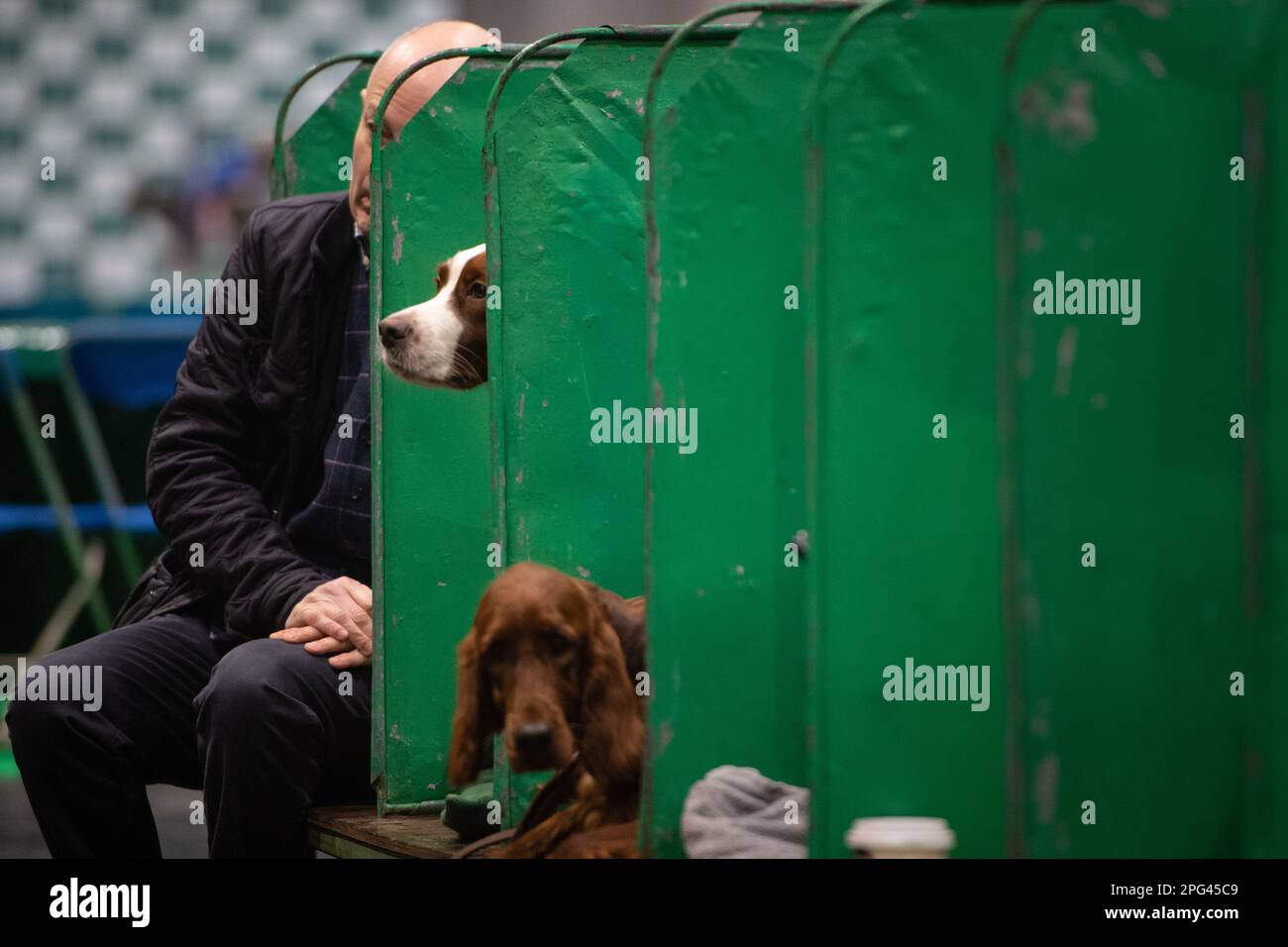 NEC, Birmingham, Regno Unito. 9th marzo 2023. Nella foto: Uno Springer Spaniel inglese estrae una testa dalla sua recinzione. Foto Stock