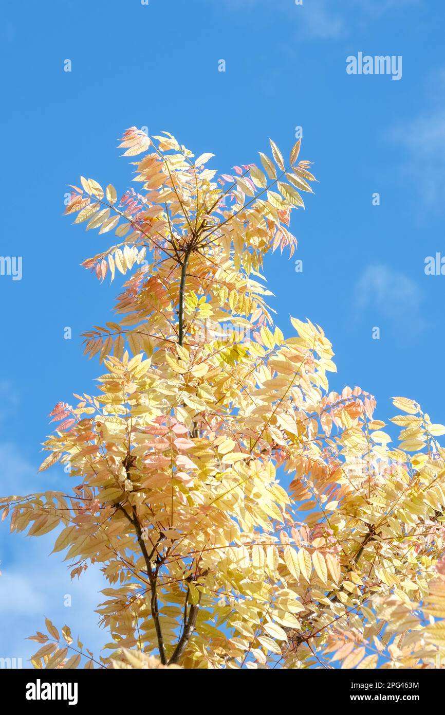 Toona sinensis Flamingo, cedro cinese Flamingo, rosa salmone primavera fogliame, balsando al giallo cremoso, Foto Stock