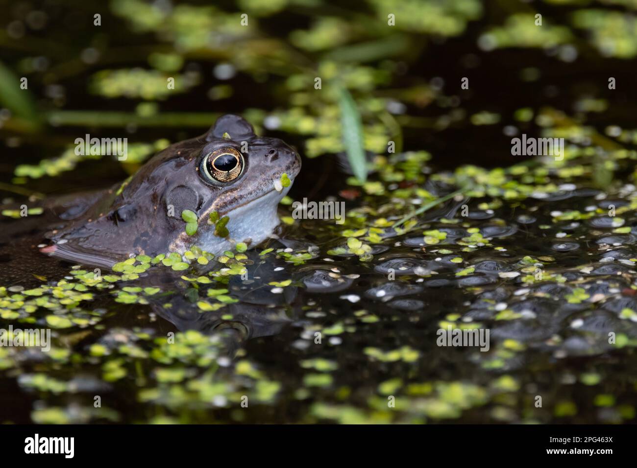 Common Frog (Rana temporanea) presso la RSPB Loch Leven Nature Reserve, Perth e Kinross, Scozia, Regno Unito. Foto Stock