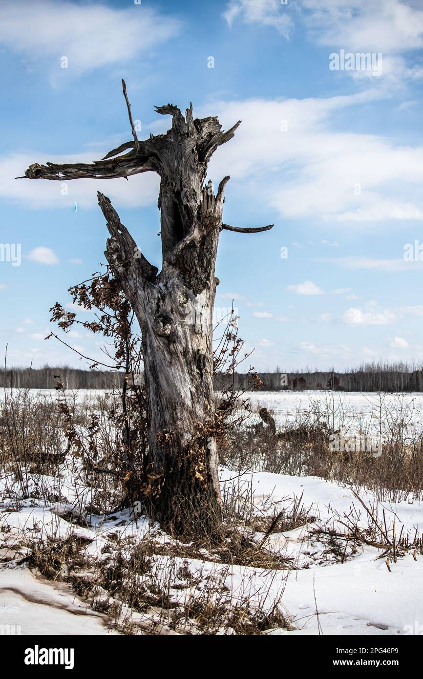 Snag, un albero morto in piedi che manca una cima alla Crex Meadows state Wildlife Area a Grantsburg, Wisconsin USA. Foto Stock