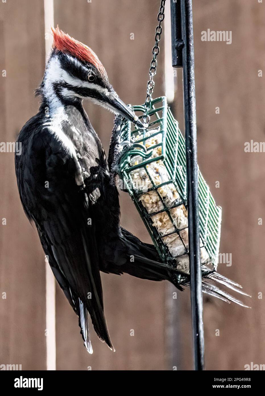 Picchio pileated femmina che mangia da un alimentatore del suet del cortile in un giorno di primavera a Taylors Falls, Minnesota USA. La femmina manca della striscia di guancia rossa. Foto Stock