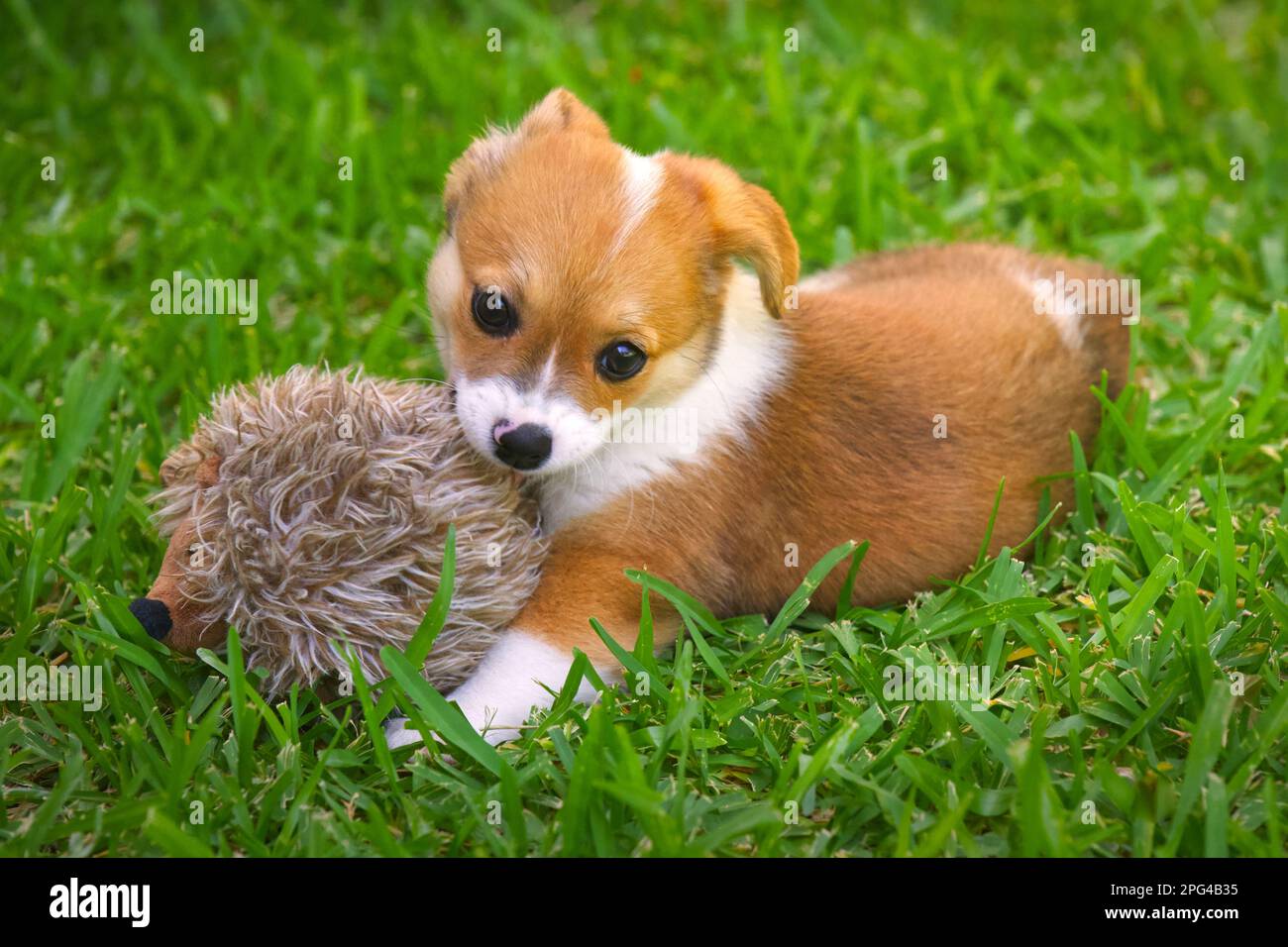 Cucciolo in erba masticare giocattolo Foto Stock