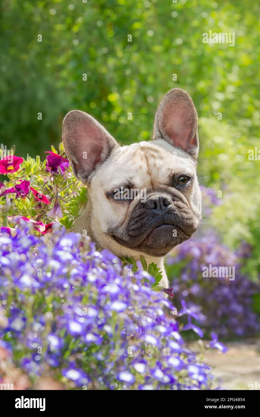 Ritratto di un giovane Bulldog francese carino, 8 mesi, una femmina di colore cucciolo che posa fiori admici in un giardino Foto Stock
