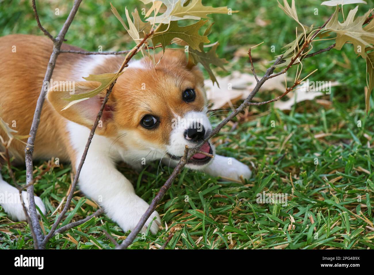 Cucciolo masticare ramoscello di quercia Foto Stock