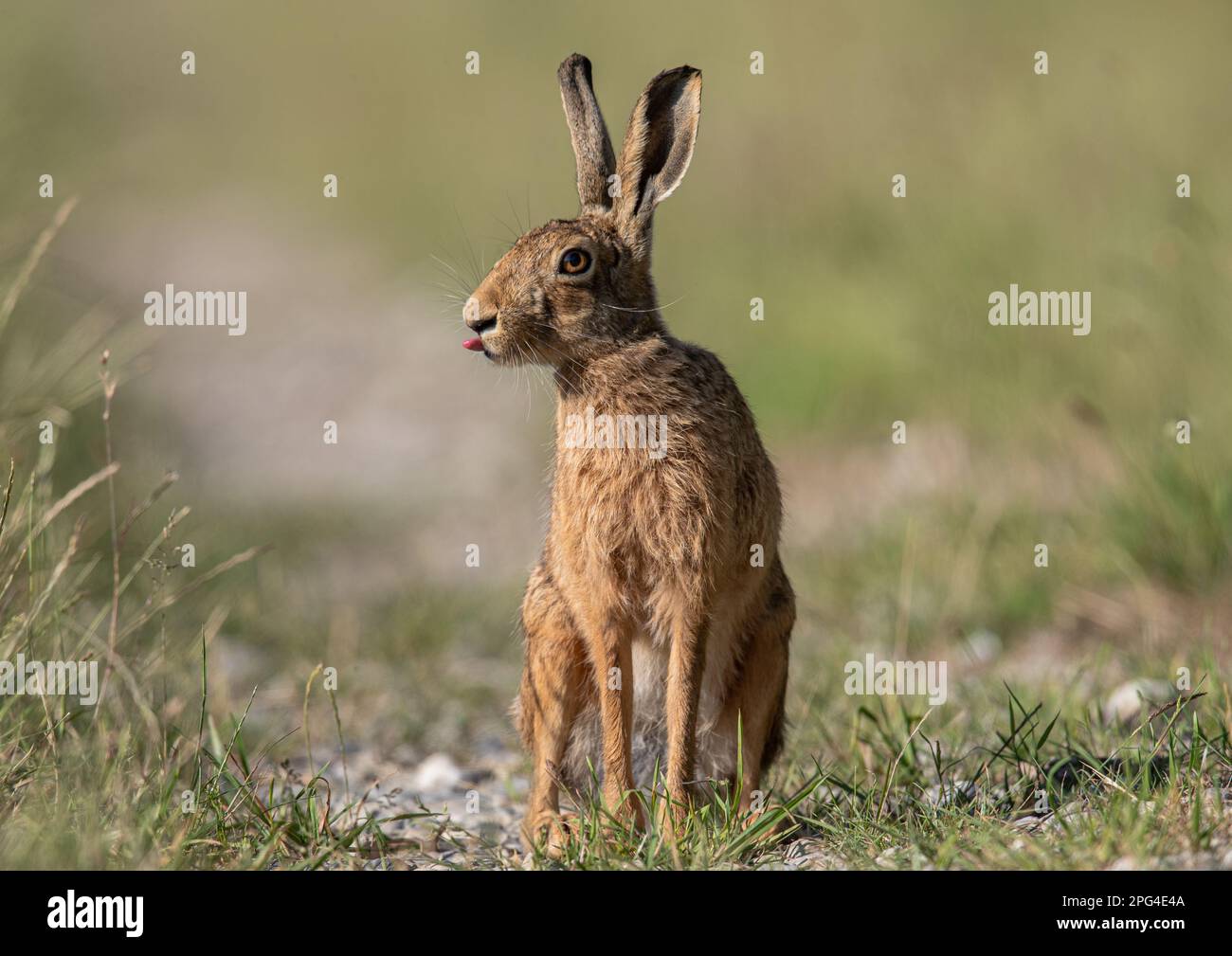 Un primo piano dettagliato colpo di una Lepre marrone selvaggio (Lepus europaeus) con grandi orecchie, seduti sulla pista della fattoria Suffolk, UK. Foto Stock