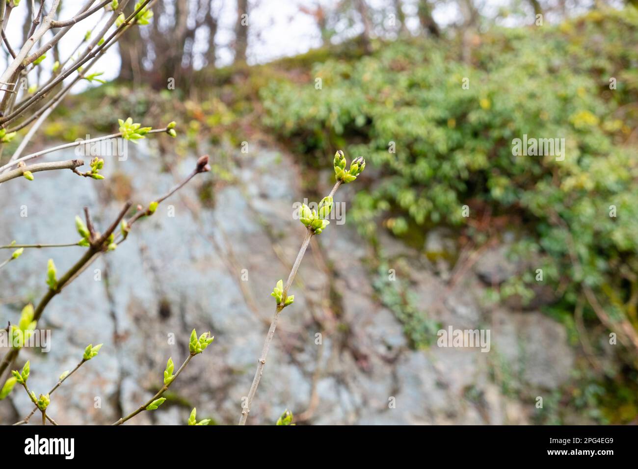 Lilla syringa germogli su rami boschivi gambi in inverno inizio primavera marzo giardino 2023 Galles Carmarthenshire Gran Bretagna UK KATHY DEWITT Foto Stock