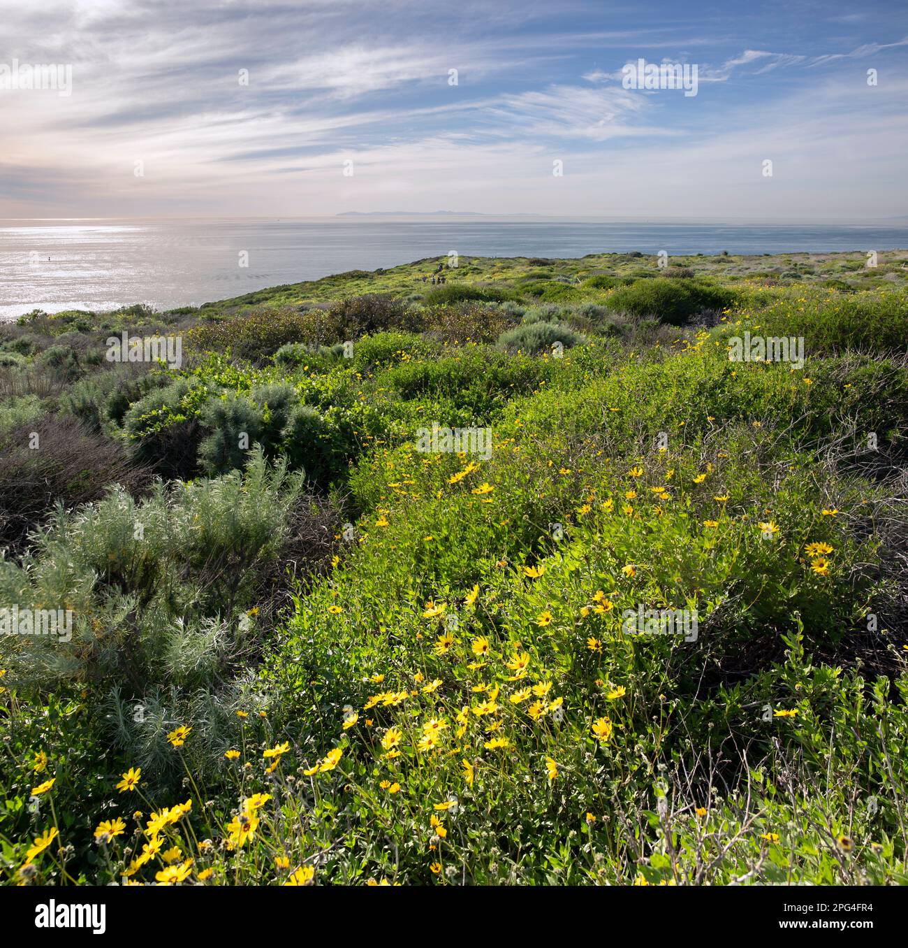 Dana Point Headlands Conservation Area, California con fiori selvatici gialli Encelia californica conosciuta con il nome comune California brittlebush. Lo è Foto Stock