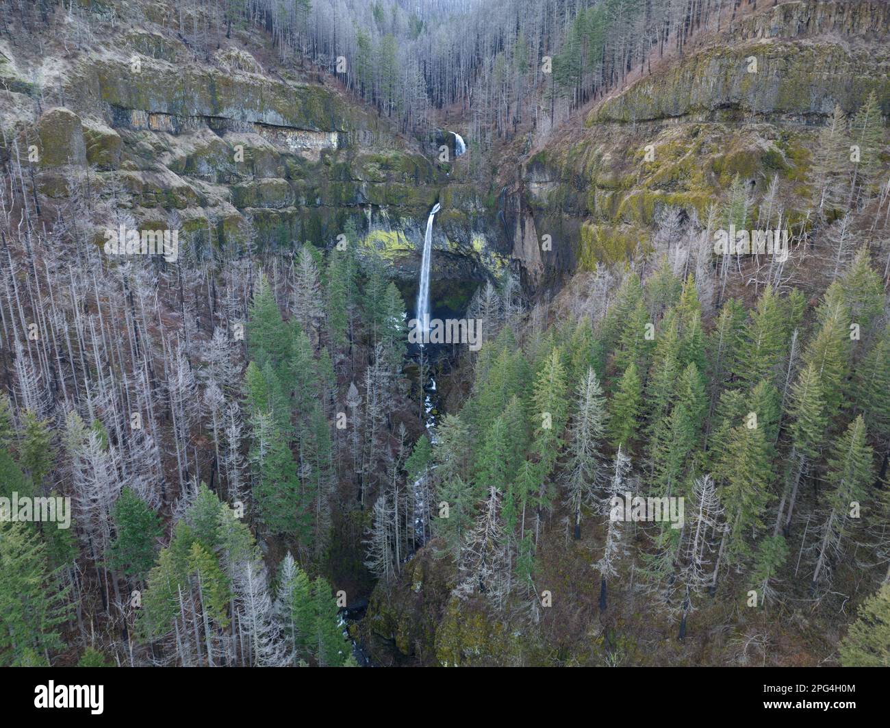 Le squisite cascate di Elowah si trovano sul lato dell'Oregon della gola del fiume Columbia. Questa magnifica meraviglia naturale non è lontana da Portland. Foto Stock