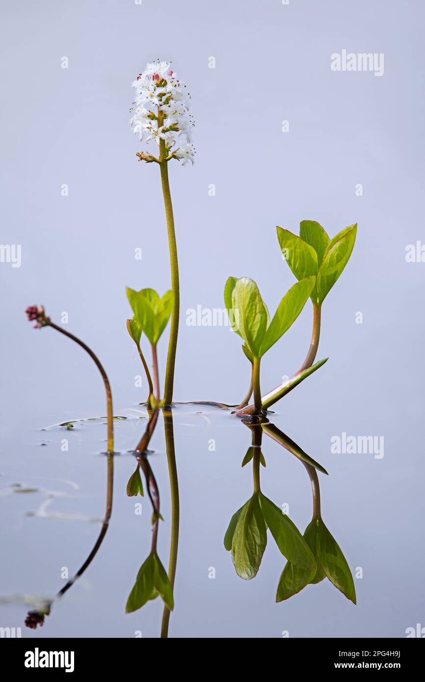 Bogbean / buckbean (Menyanthes trifoliata), fiore bianco acquatico fiorire in stagno torba in primavera Foto Stock