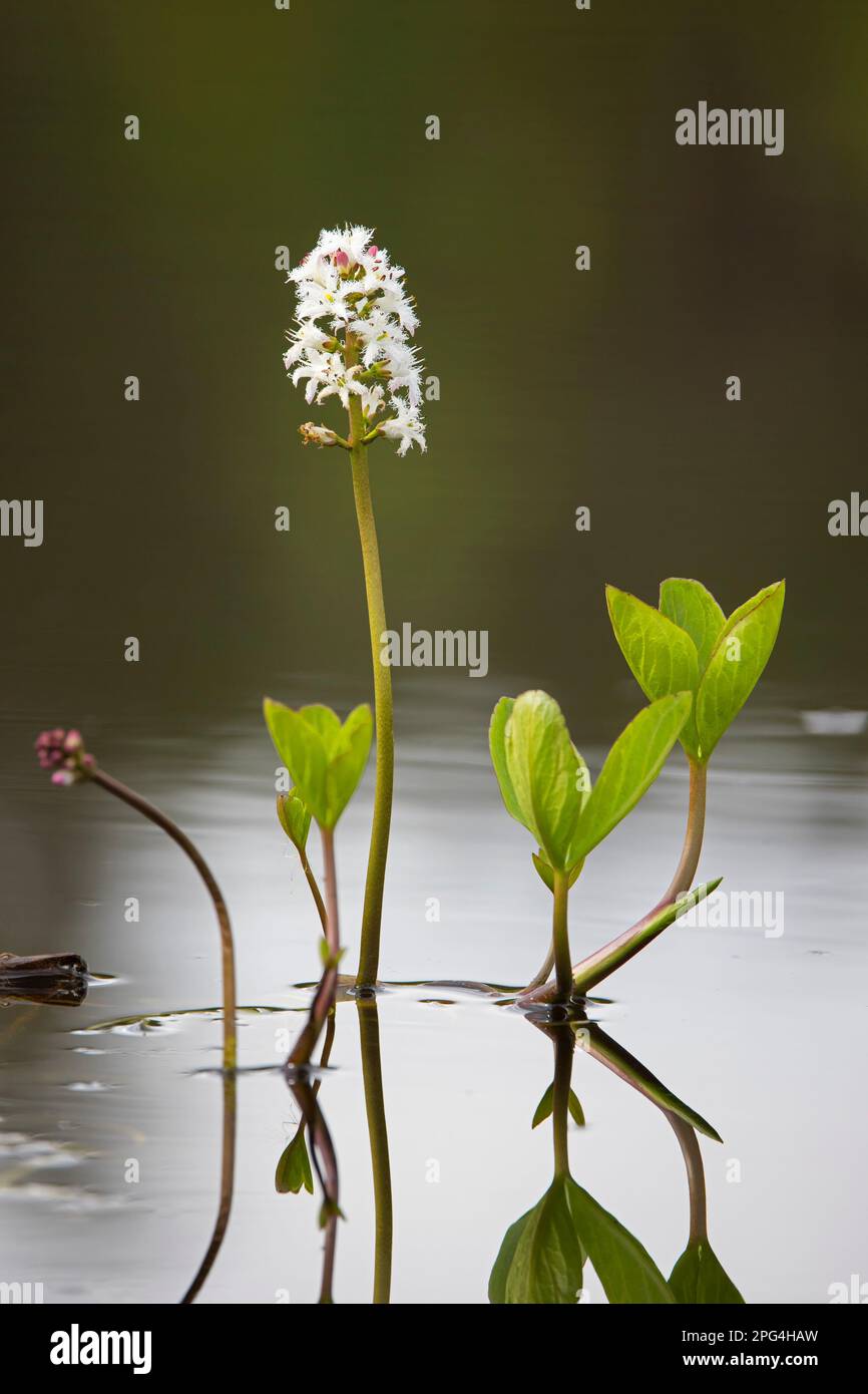 Bogbean / buckbean (Menyanthes trifoliata), fiore bianco acquatico fiorire in stagno torba in primavera Foto Stock