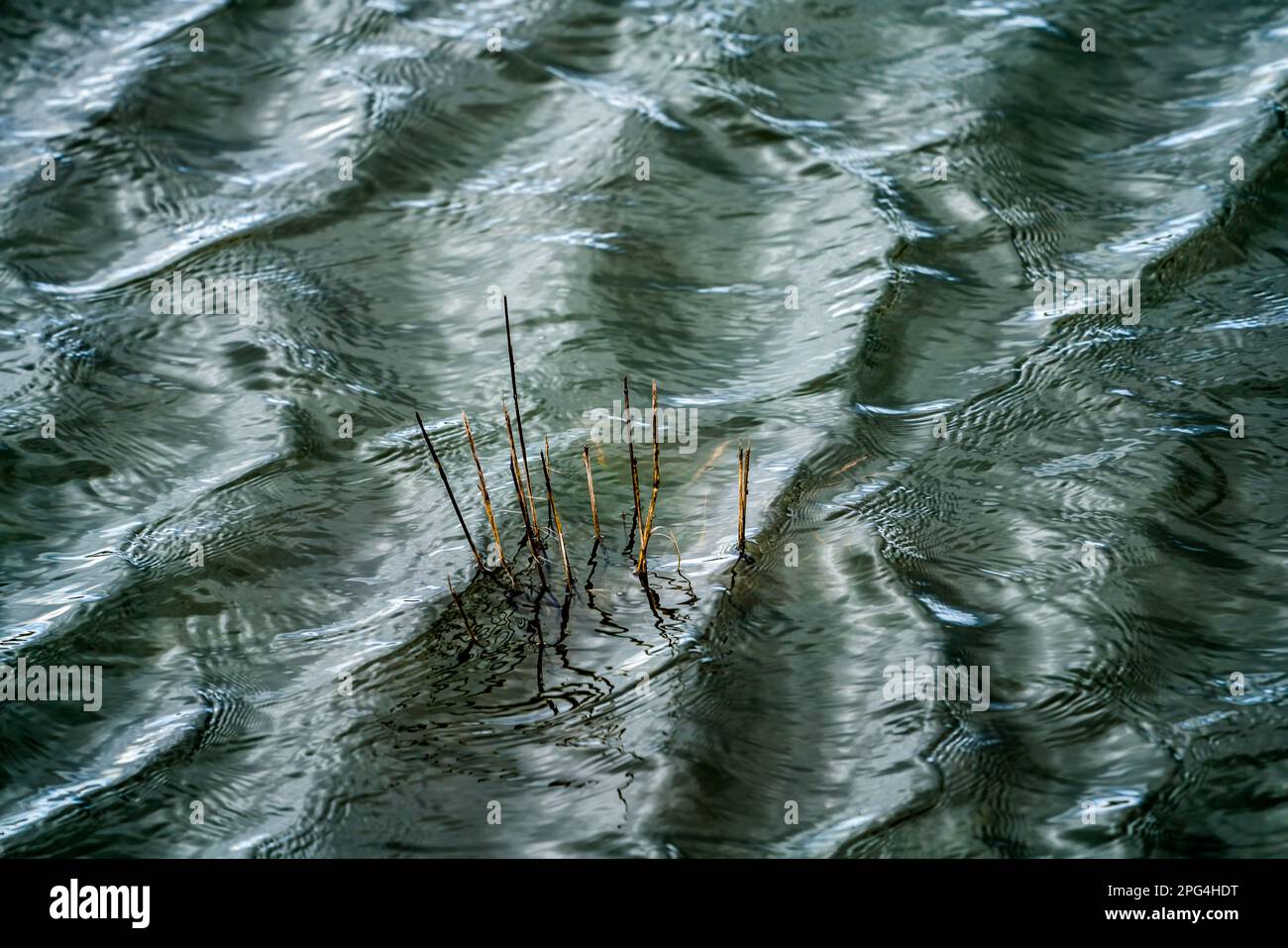 Erba allagata, onde sul fiume Weser con riflessi solari, Wesertal, Weserbergland; Germania Foto Stock